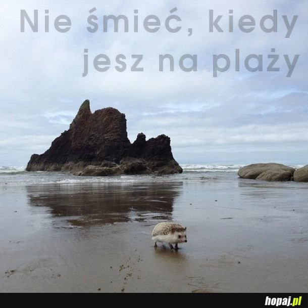 
    Nie śmieć