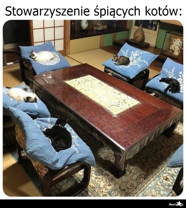 
    Stowarzyszenie śpiących kotów 