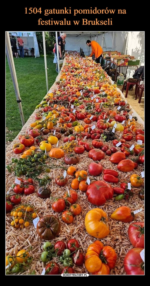 
    1504 gatunki pomidorów na festiwalu w Brukseli