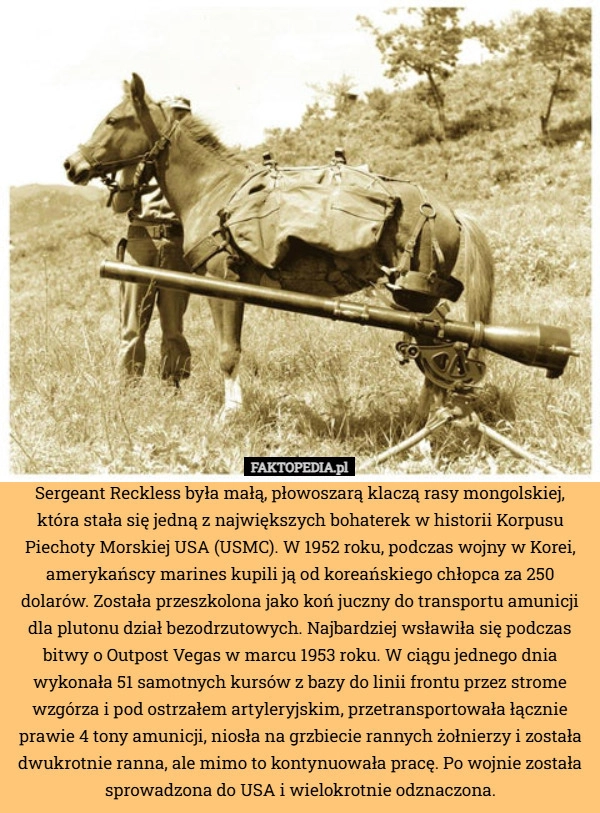 
    Sergeant Reckless była małą, płowoszarą klaczą rasy mongolskiej, która stała