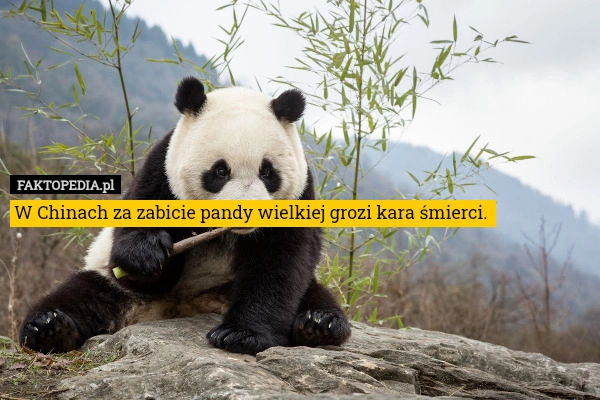 
    W Chinach za zabicie pandy wielkiej grozi kara śmierci. 