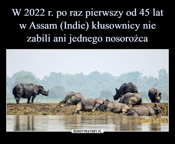 
    W 2022 r. po raz pierwszy od 45 lat w Assam (Indie) kłusownicy nie zabili ani jednego nosorożca