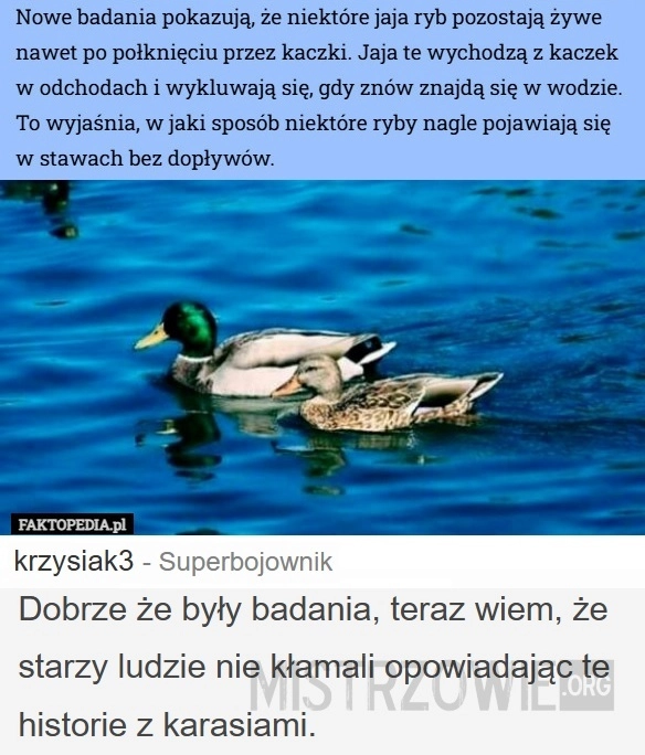 
    Jaja