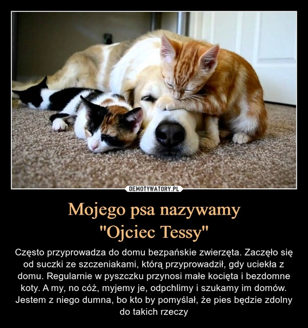 
    Mojego psa nazywamy
''Ojciec Tessy''