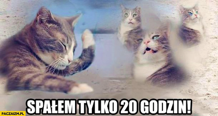 
    Kot spałem tylko 20 godzin