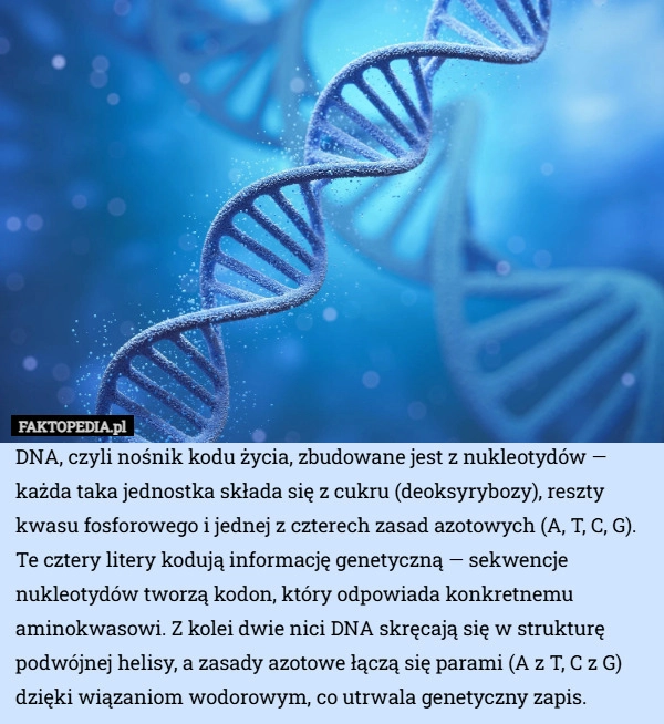 
    DNA, czyli nośnik kodu życia, zbudowane jest z nukleotydów — każda taka