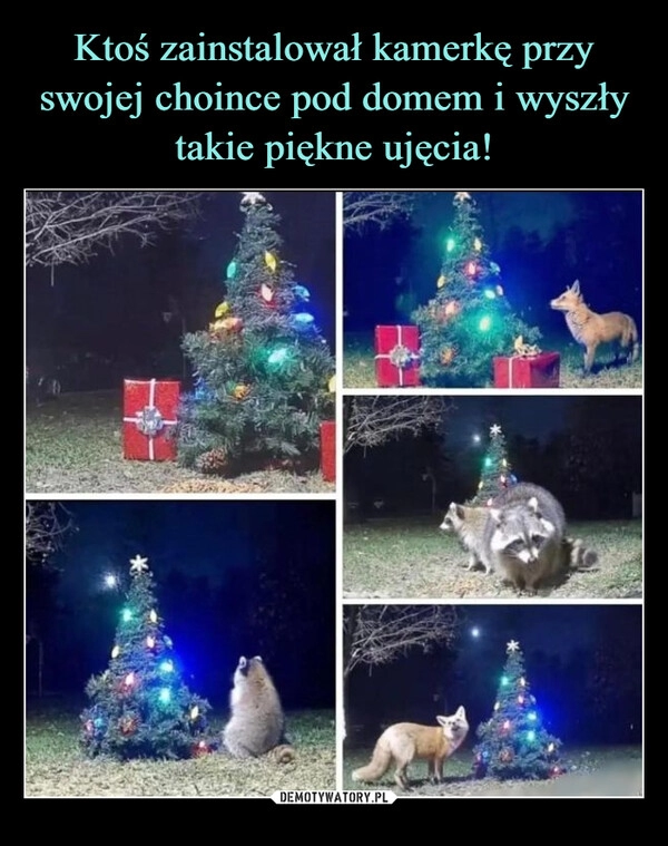 
    Ktoś zainstalował kamerkę przy swojej choince pod domem i wyszły takie piękne ujęcia!