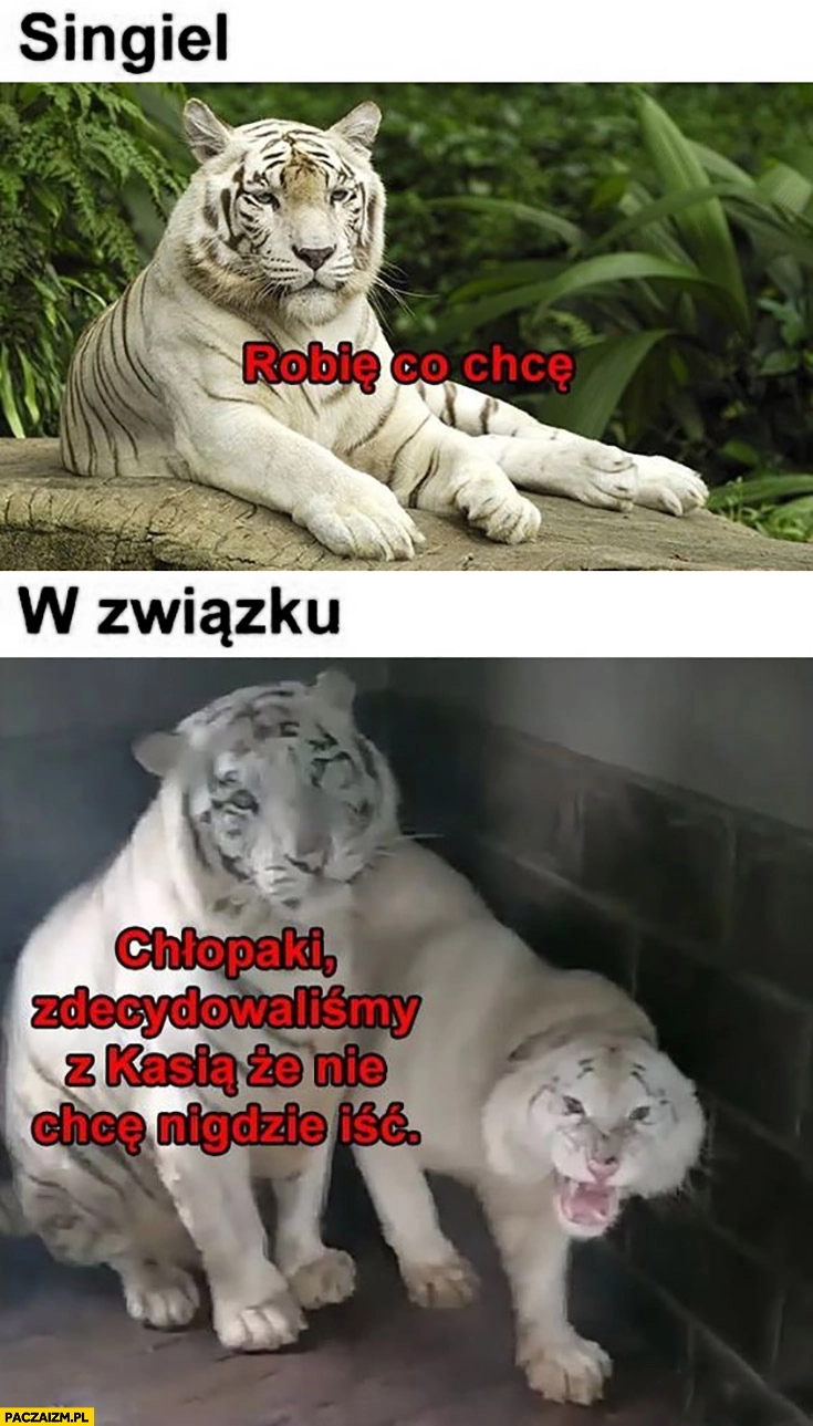 
    Tygrys singiel: robię co chce, w związku: chłopaki zdecydowaliśmy z Kasią, że nie chcę nigdzie iść