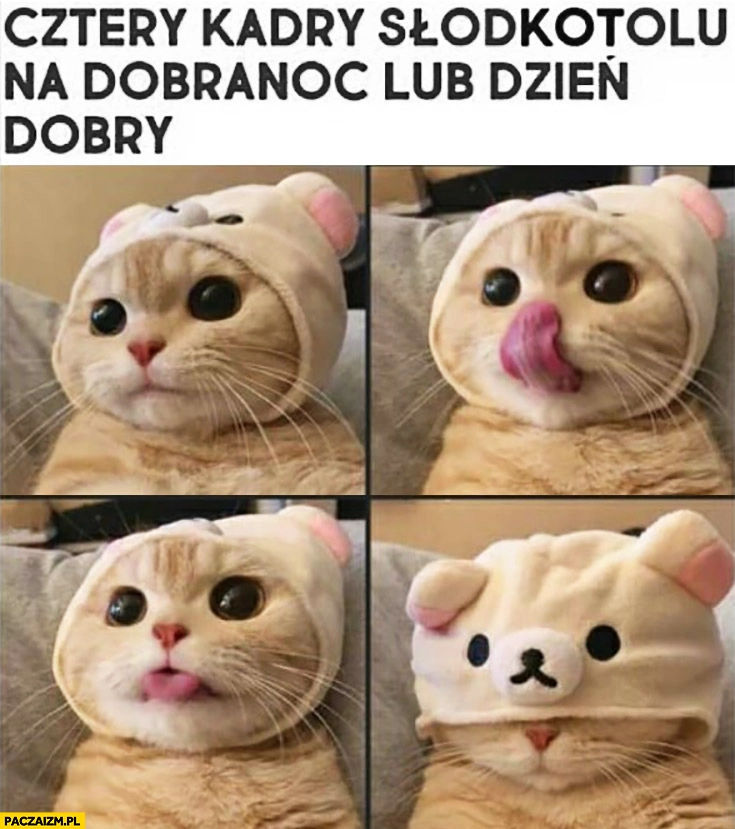 
    Kot cztery kadry słodkotolu na dobranoc lub dzień dobry