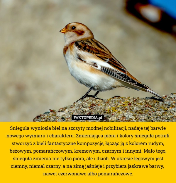 
    Śnieguła wyniosła biel na szczyty modnej nobilitacji, nadaje tej barwie