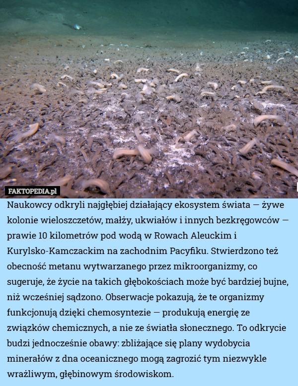 
    Naukowcy odkryli najgłębiej działający ekosystem świata — żywe kolonie wieloszczetów,