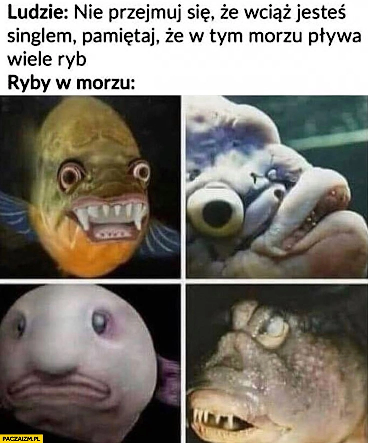 
    Ludzie nie przejmuj się, że wciąż jesteś singlem, pamiętaj, że w morzu pływa wiele ryb. Ryby w morzu brzydkie