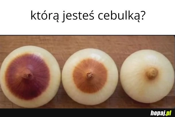 Cebulki