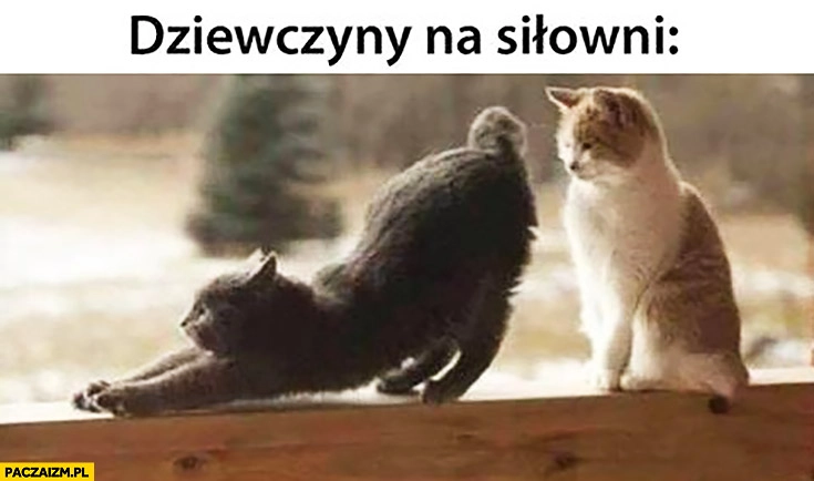 
    Dziewczyny na siłowni kot przeciąga się