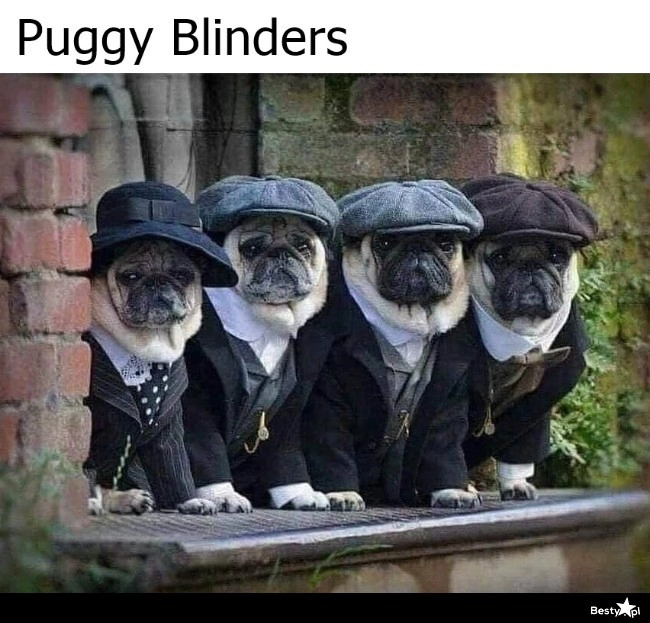 
    Puggy Blinders