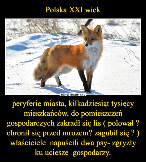 
    Polska XXI wiek peryferie miasta, kilkadziesiąt tysięcy mieszkańców, do pomieszczeń gospodarczych zakradł się lis ( polował ? chronił się przed mrozem? zagubił się ? ) właściciele  napuścili dwa psy- zgryzły ku uciesze  gospodarzy.