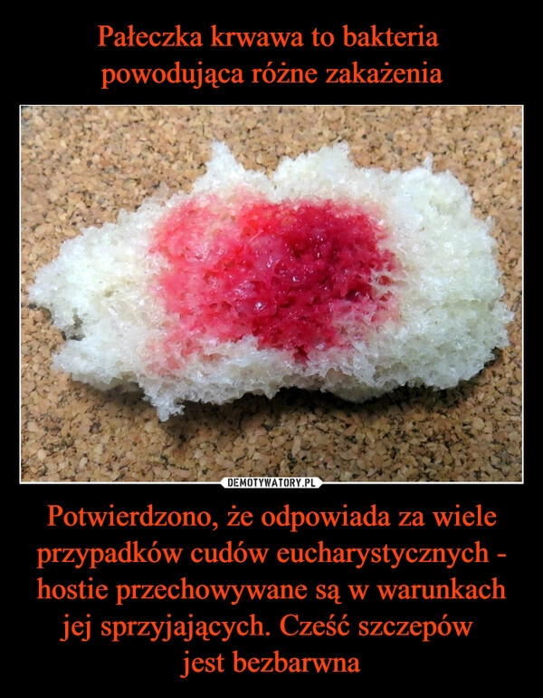 
    Pałeczka krwawa to bakteria 
powodująca różne zakażenia Potwierdzono, że odpowiada za wiele przypadków cudów eucharystycznych - hostie przechowywane są w warunkach jej sprzyjających. Cześć szczepów 
jest bezbarwna