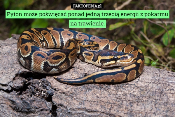 
    Pyton może poświęcać ponad jedną trzecią energii z pokarmu na trawienie.