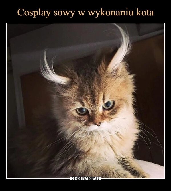 
    Cosplay sowy w wykonaniu kota