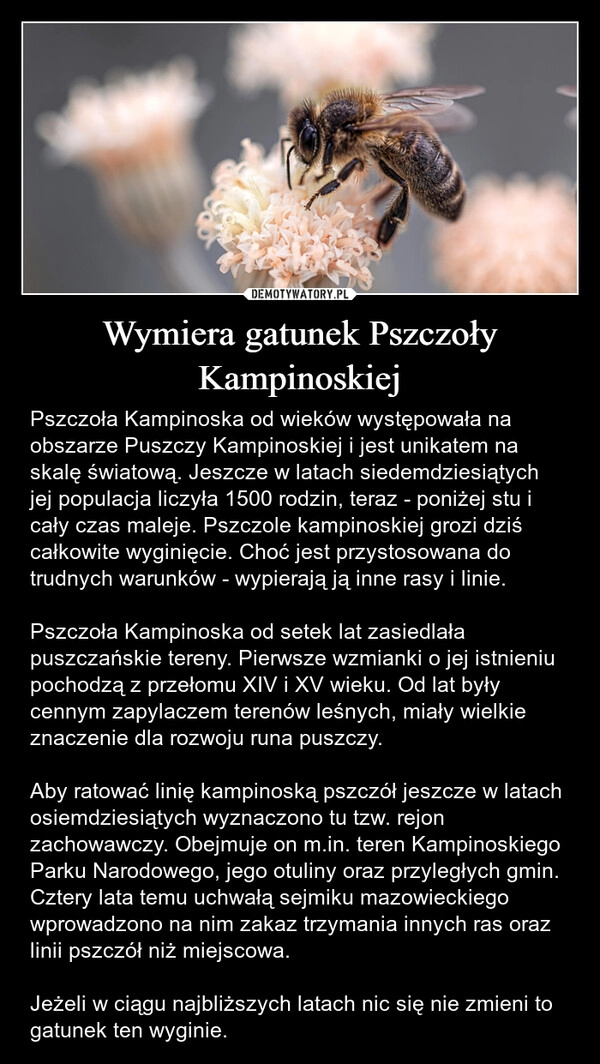 
    Wymiera gatunek Pszczoły Kampinoskiej