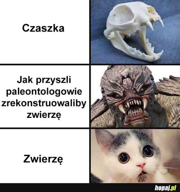 
    Rekonstrukcja zwierząt