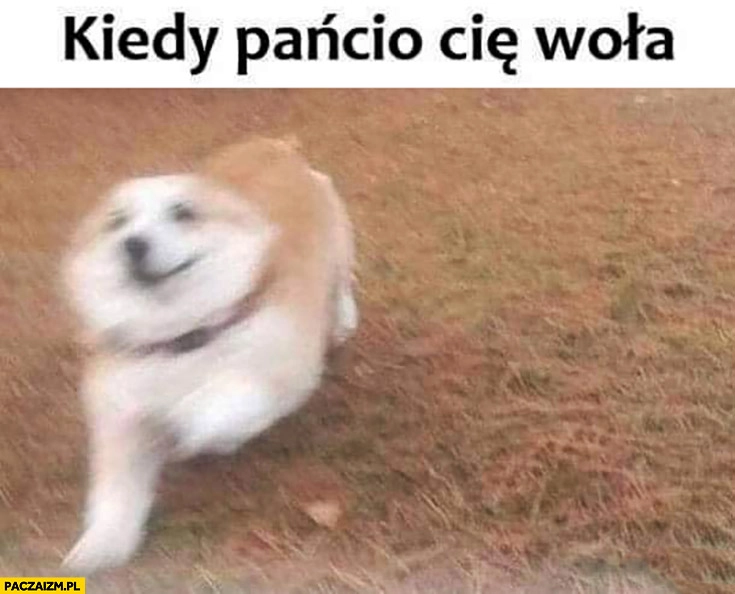 
    Kiedy pańcio Cię woła pies biegnie