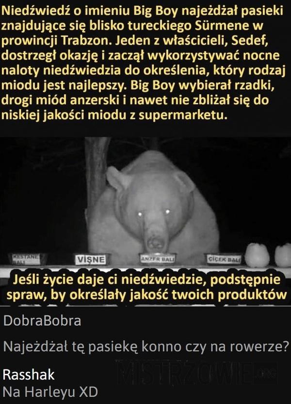 
    Niedźwiedź wie co dobre