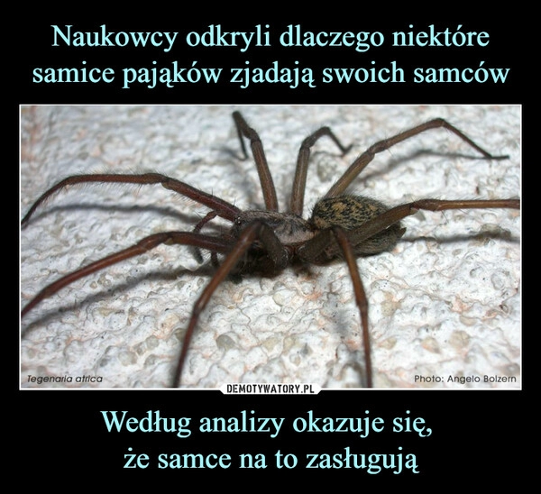 
    Naukowcy odkryli dlaczego niektóre samice pająków zjadają swoich samców Według analizy okazuje się, 
że samce na to zasługują