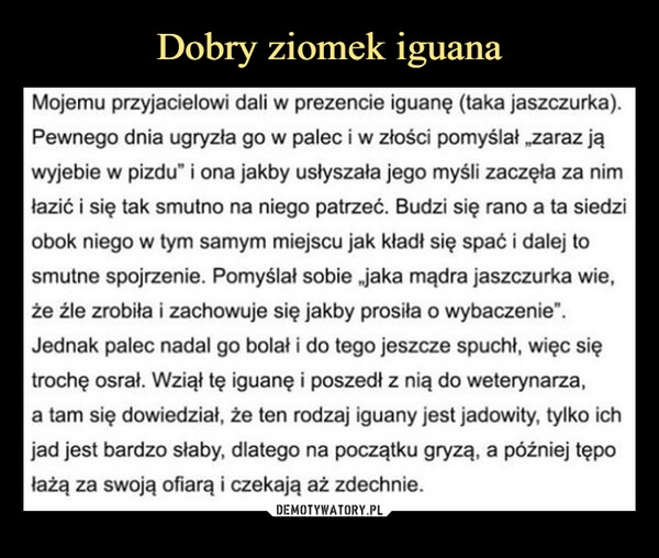 
    Dobry ziomek iguana