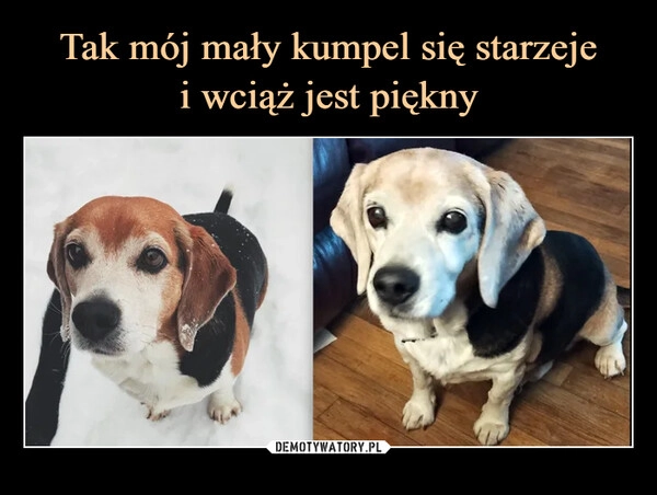 
    Tak mój mały kumpel się starzeje
i wciąż jest piękny