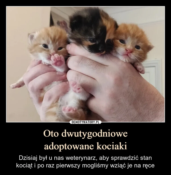 
    Oto dwutygodniowe
adoptowane kociaki