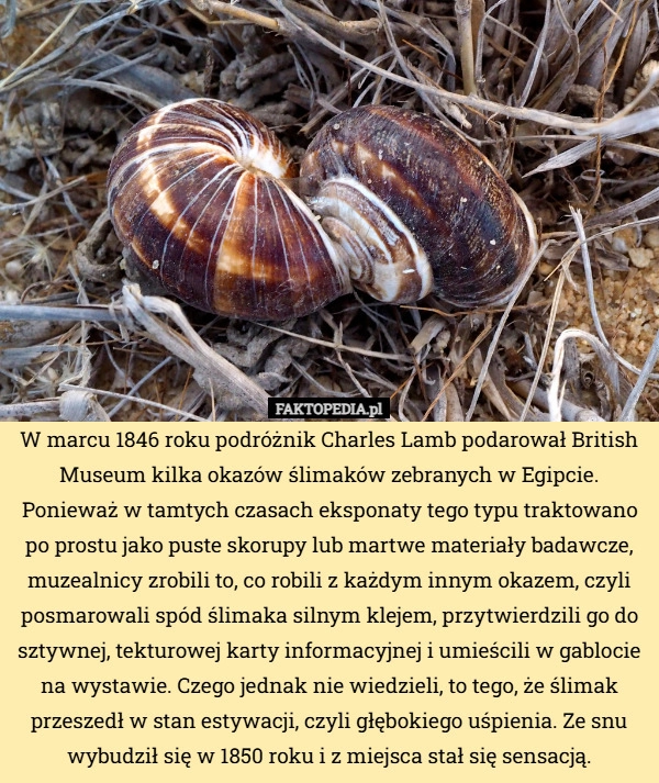 
    W marcu 1846 roku podróżnik Charles Lamb podarował British Museum kilka