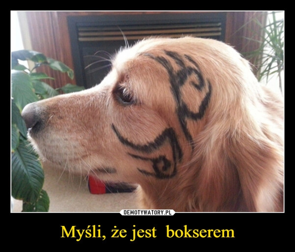 
    Myśli, że jest  bokserem