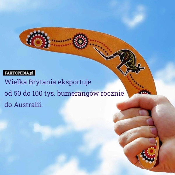 
    Wielka Brytania eksportuje
od 50 do 100 tys. bumerangów rocznie
do Australii.