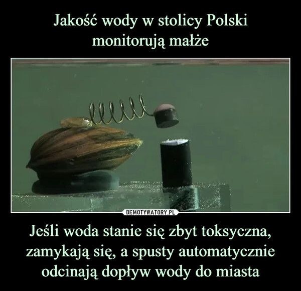 
    Jakość wody w stolicy Polski
monitorują małże Jeśli woda stanie się zbyt toksyczna, zamykają się, a spusty automatycznie odcinają dopływ wody do miasta