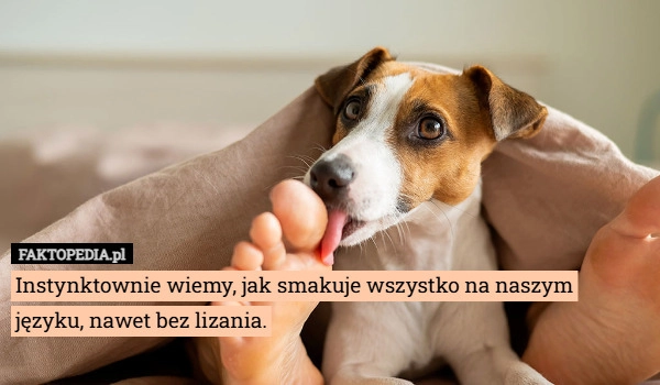 
    Instynktownie wiemy, jak smakuje wszystko na naszym języku, nawet bez lizania.