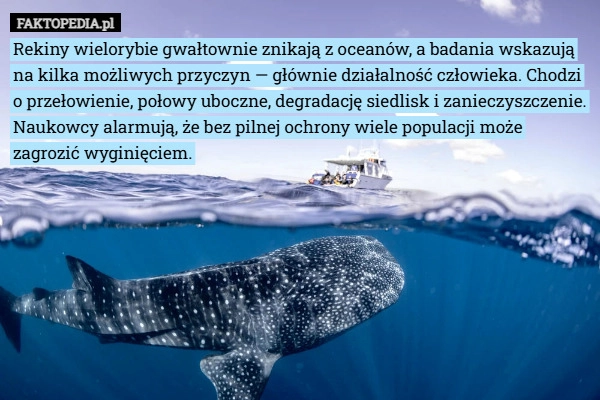 
    Rekiny wielorybie gwałtownie znikają z oceanów, a badania wskazują na kilka