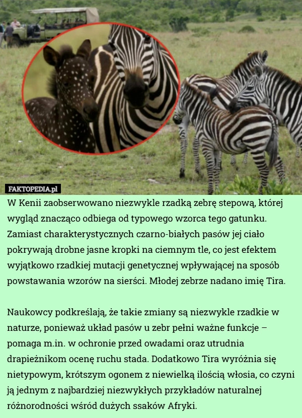 
    W Kenii zaobserwowano niezwykle rzadką zebrę stepową, której wygląd znacząco