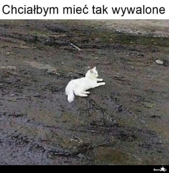 
    Totalna olewka 