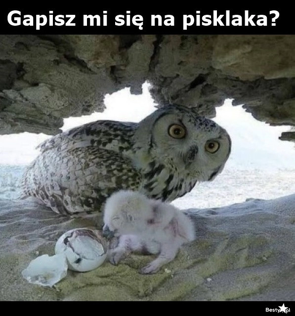 
    No i co się gapisz?! 