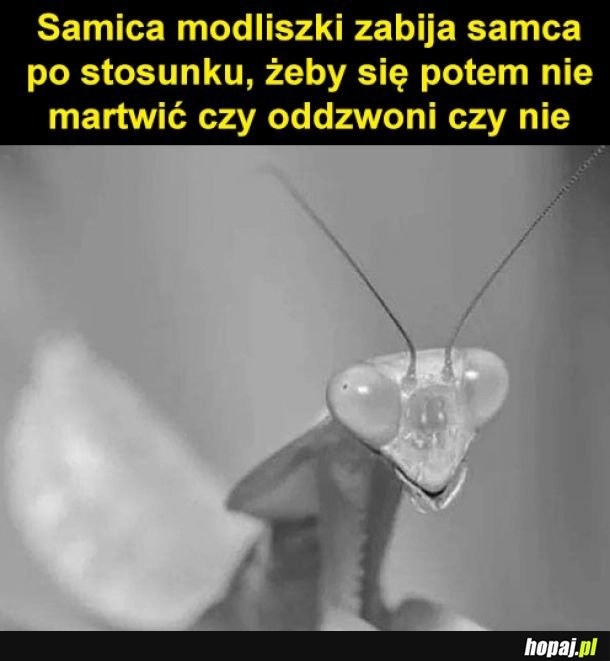 
    Modliszka