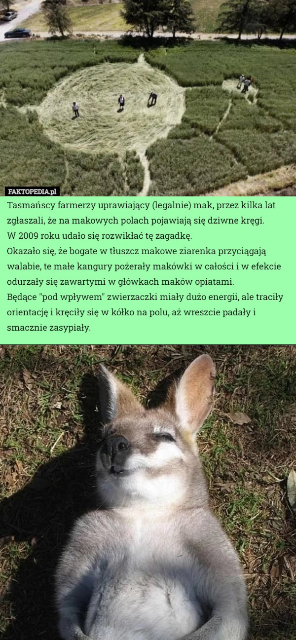 
    
			Tasmańscy farmerzy uprawiający (legalnie) mak, przez kilka lat zgłaszali...					