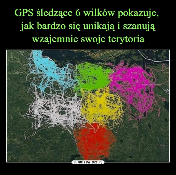 
    GPS śledzące 6 wilków pokazuje, 
jak bardzo się unikają i szanują wzajemnie swoje terytoria