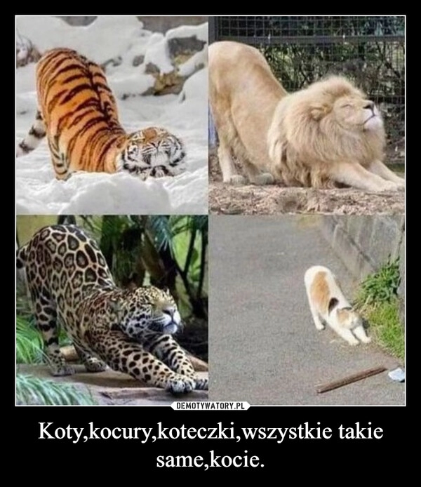 
    Koty,kocury,koteczki,wszystkie takie same,kocie.