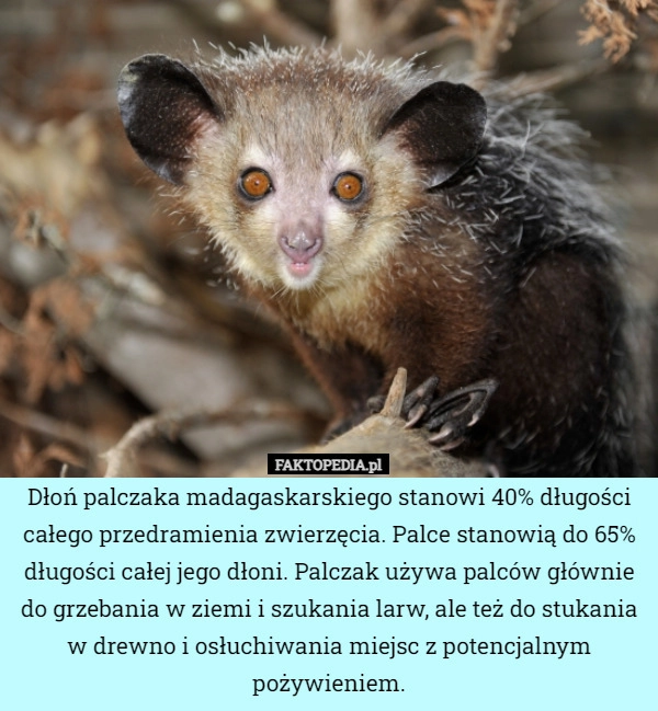 
    Dłoń palczaka madagaskarskiego stanowi 40% długości całego przedramienia