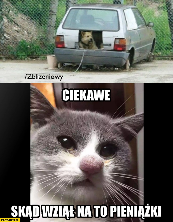 
    Pies śpi w starym aucie kot ciekawe skąd wziął na to pieniążki