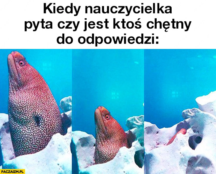 
    Kiedy nauczycielka pyta czy jest ktoś chętny do odpowiedzi ryba chowa się