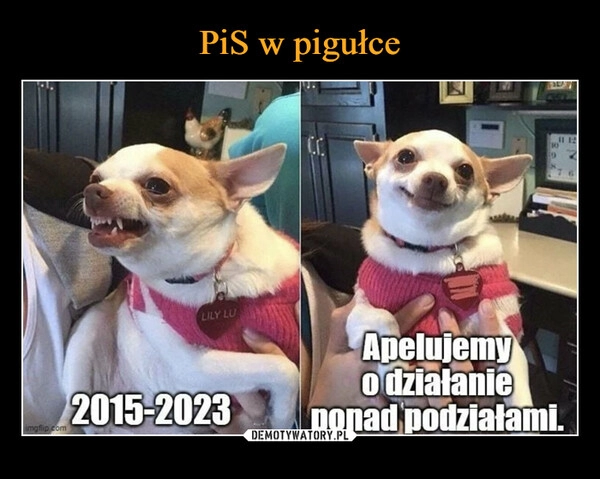 
    PiS w pigułce