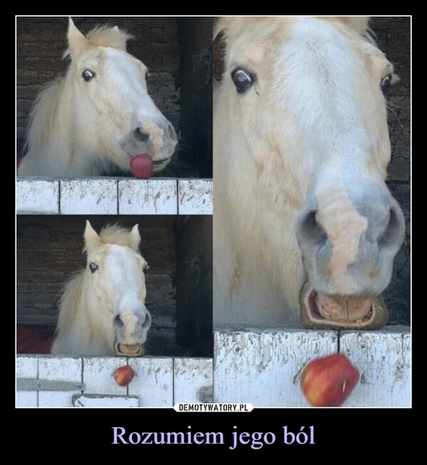 
    
Rozumiem jego ból 