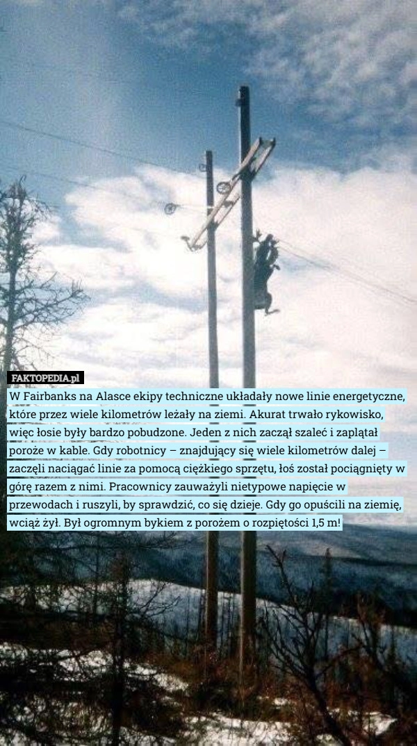 
    W Fairbanks na Alasce ekipy techniczne układały nowe linie energetyczne,